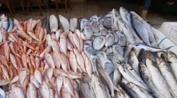 تباين أسعار الأسماك في أسواق مطروح وسط تسجيل البوري 170 جنيهاً اليوم